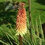 Kniphofia uvaria (L.) Hook.Sonstige