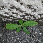 Picris echioides Blatt