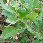 Lycium chinense ഇല