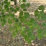 Tilia x europaea Blad