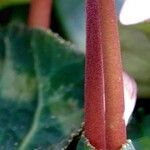 Cyclamen persicum Ŝelo