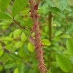 Rosa helenae Bark