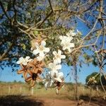 Cordia alliodora Kvet