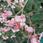 Begonia bowerae Květ