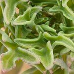 Senecio articulatus Leaf