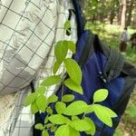 Lonicera canadensis Leaf