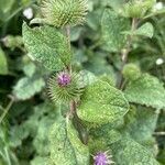 Arctium minusFlor