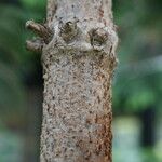 Araucaria biramulata Bark