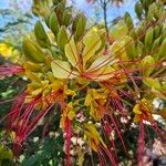 Caesalpinia gilliesiiŽiedas