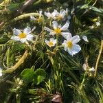 Ranunculus fluitans Leaf