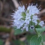 Mentha aquaticaफूल