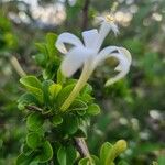 Turraea mombassana Φύλλο