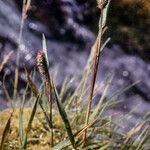 Phleum alpinum Hábito