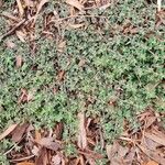 Euphorbia prostrata Folio