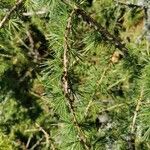 Larix occidentalis List