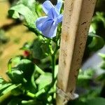 Plumbago auriculata花