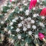 Mammillaria voburnensis Bark
