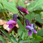 Lathyrus linifoliusЦвят