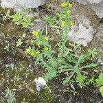 Linum strictum عادت داشتن