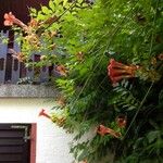 Campsis radicans Облик