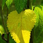 Agastache foeniculum 葉