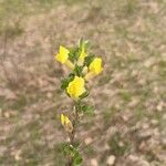 Oenothera lamarckianaFolha