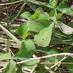 Oxalis articulata Folha