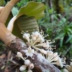 Pycnandra balansae Flor