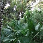 Sabal palmetto Φύλλο