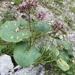 Adenostyles alpina Libunga
