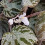 Begonia imperialis 花