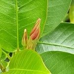 Mandevilla sanderi 花