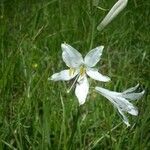 Paradisea liliastrum Flower