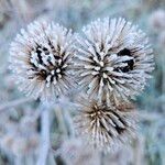 Arctium lappa Fruit