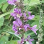 Lythrum salicariaফুল