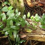 Microgramma mauritiana Leaf