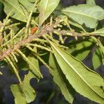 Morella cerifera Fruto