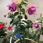 Fuchsia × standishii Fiore
