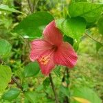 Hibiscus martianus Цветок