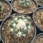 Coryphantha elephantidens Ліст