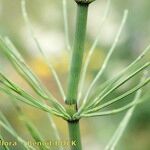 Equisetum × litorale Corteza