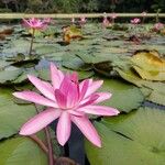 Nymphaea rubra Flower