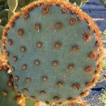 Opuntia aciculata Ліст