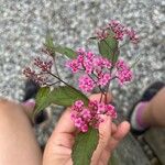 Spiraea japonica Цвят