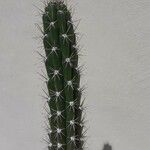 Pachycereus pecten-aboriginum Hoja