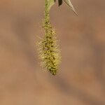 Combretum molle Flower