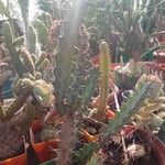 Euphorbia greenwayi Corteza