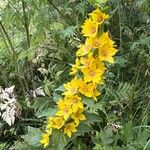 Lysimachia punctataFlower