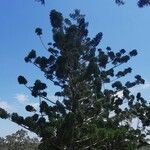 Araucaria cunninghamii Folha