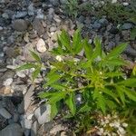 Cleome dodecandra Staniste